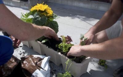 Urban Gardening: Dein grüner Daumen in der Stadt